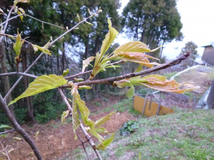 新芽を出した川津桜