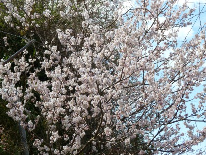 満開のサクランボの花