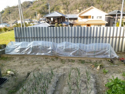 立派に?できたビニールトンネルの苗床)