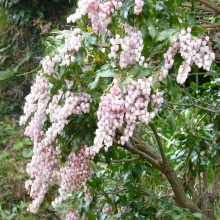 アセビ(馬酔木)の花