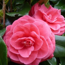 ツバキの花