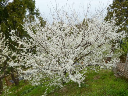 満開のスモモの花