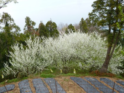 真っ白いプラムの花