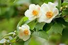 沙羅双樹の花