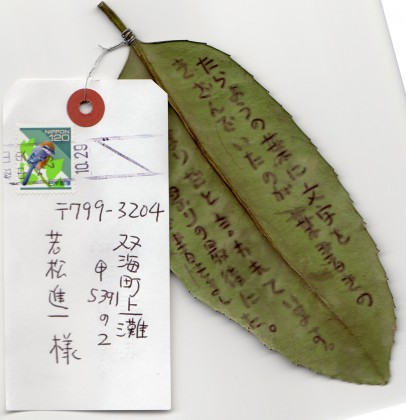 兵頭淳志さんから届いた珍しい葉っぱのハガキ