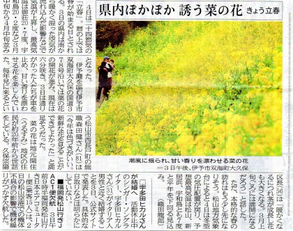 昨日の愛媛新聞4面で紹介された菜の花の話題